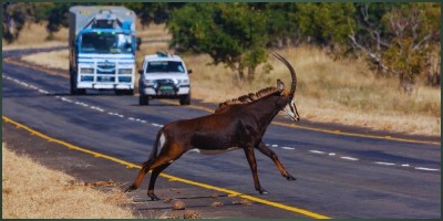 ATH Raises Concerns Over Proposed Hwange Road Detour