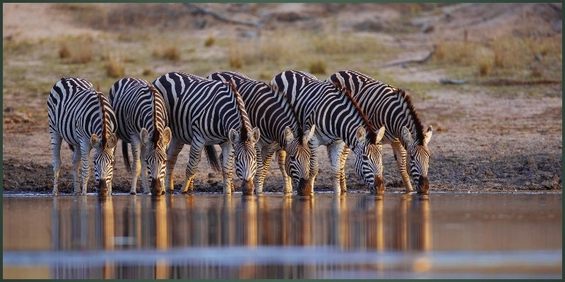 Hwange’s Migration Routes