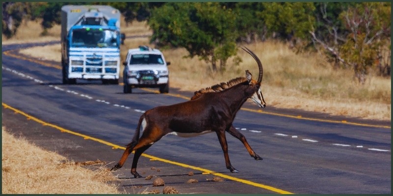 ATH Raises Concerns Over Proposed Hwange Road Detour