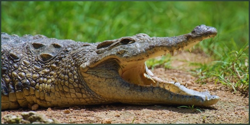 Wild Appetites: Bizarre Bushveld Bites